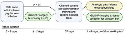 Glutamate dynamics in the dorsolateral striatum of rats with goal-directed and habitual cocaine-seeking behavior